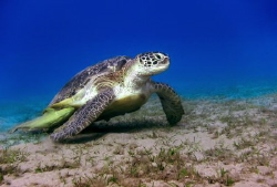 Sea turtles on Abu Dabbab Beach. by Sergey Lisitsyn 